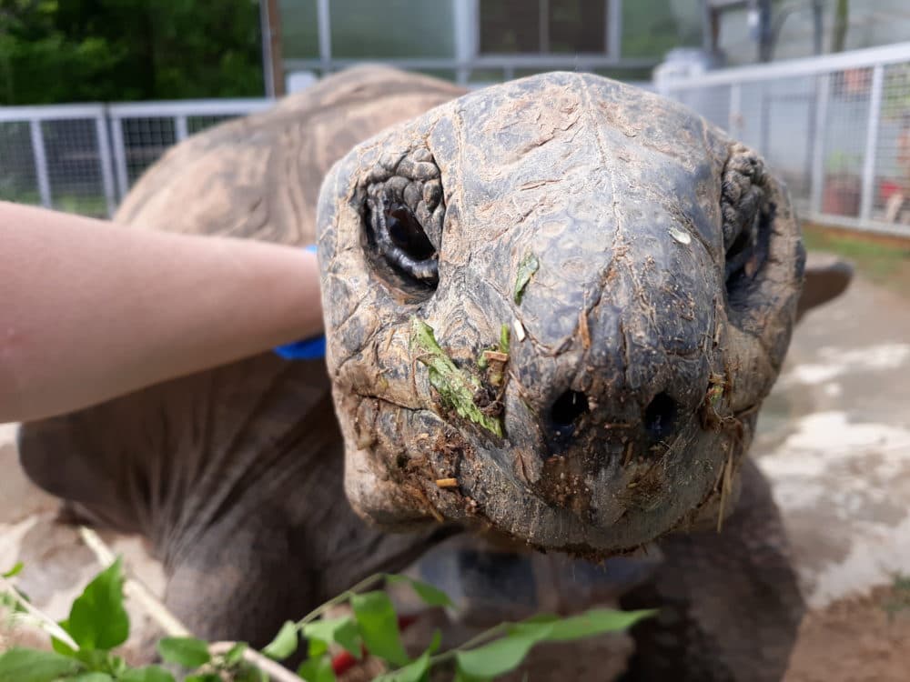 Big Al, a lap turtle, says hello. (Heather Debord)