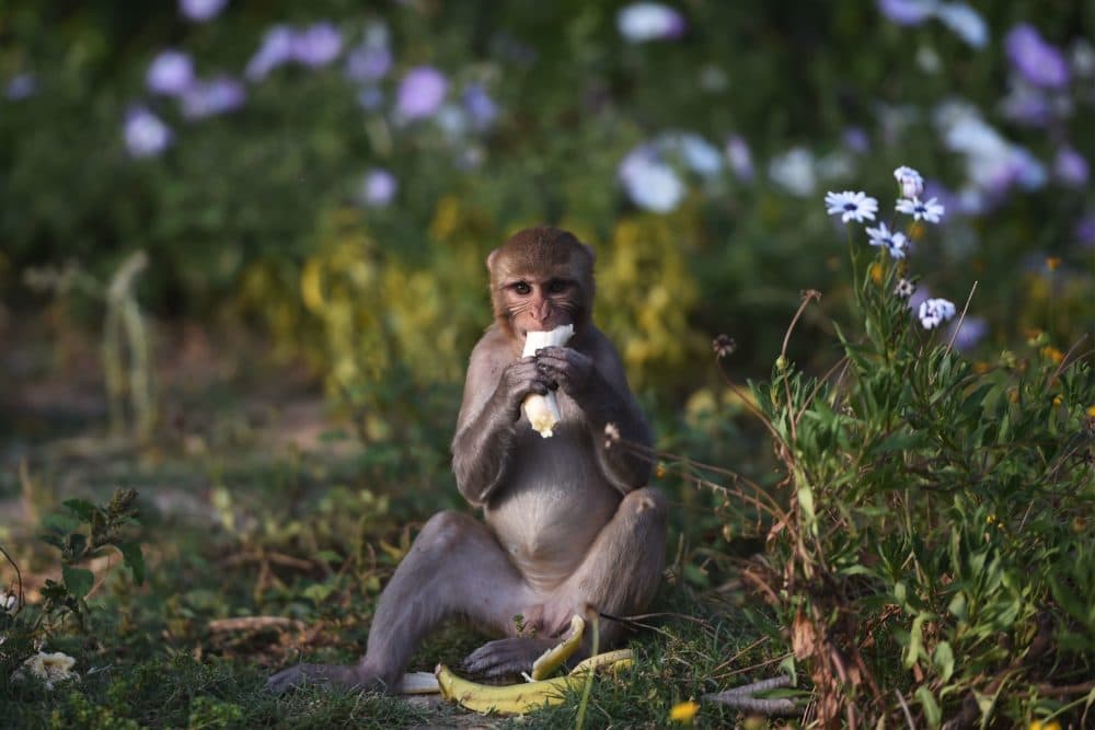 A monkey eats a banana on a roadside in New Delhi on April 8, 2020. (MONEY SHARMA/AFP via Getty Images)