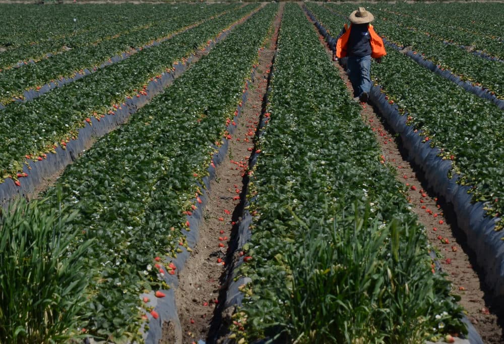 Migrant workers harvest strawberries at a farm near Oxnard, California. (Joe Klamar/AFP/Getty Images)