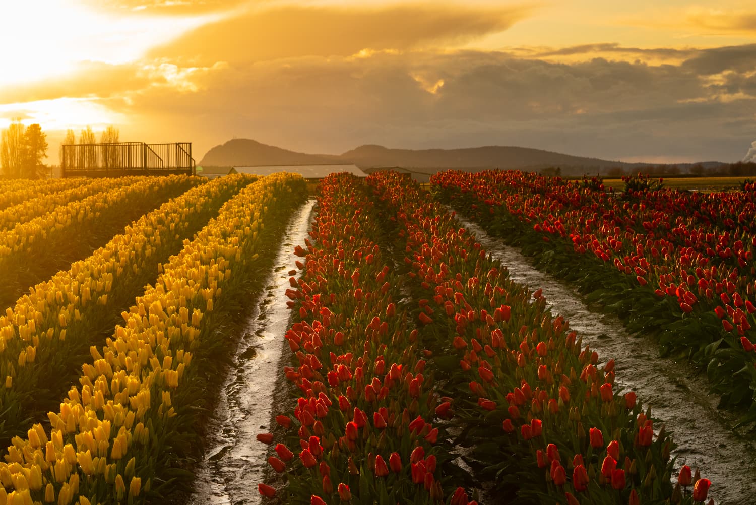 The annual Tulip Festival in Skagit Valley, Washington, has been canceled due to the coronavirus. (Photo courtesy of Tulip Town)