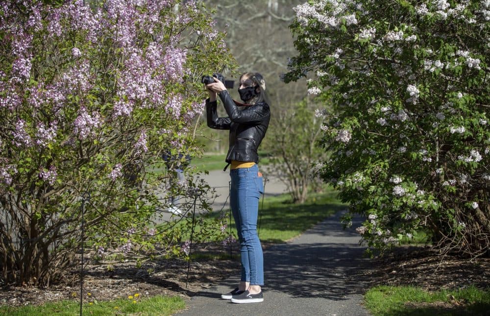 Marina Chernoloz from Watertown, wearing a mask against COVID-19, records video of lilacs in bloom at the Arnold Arboretum. (Robin Lubbock/WBUR)