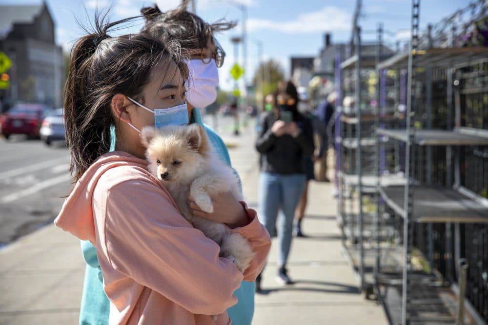 Joyce Kim and her puppy Nory wait in a socially-distanced line to enter Pemberton Farms Marketplace on Massachusetts Avenue. (Robin Lubbock/WBUR)