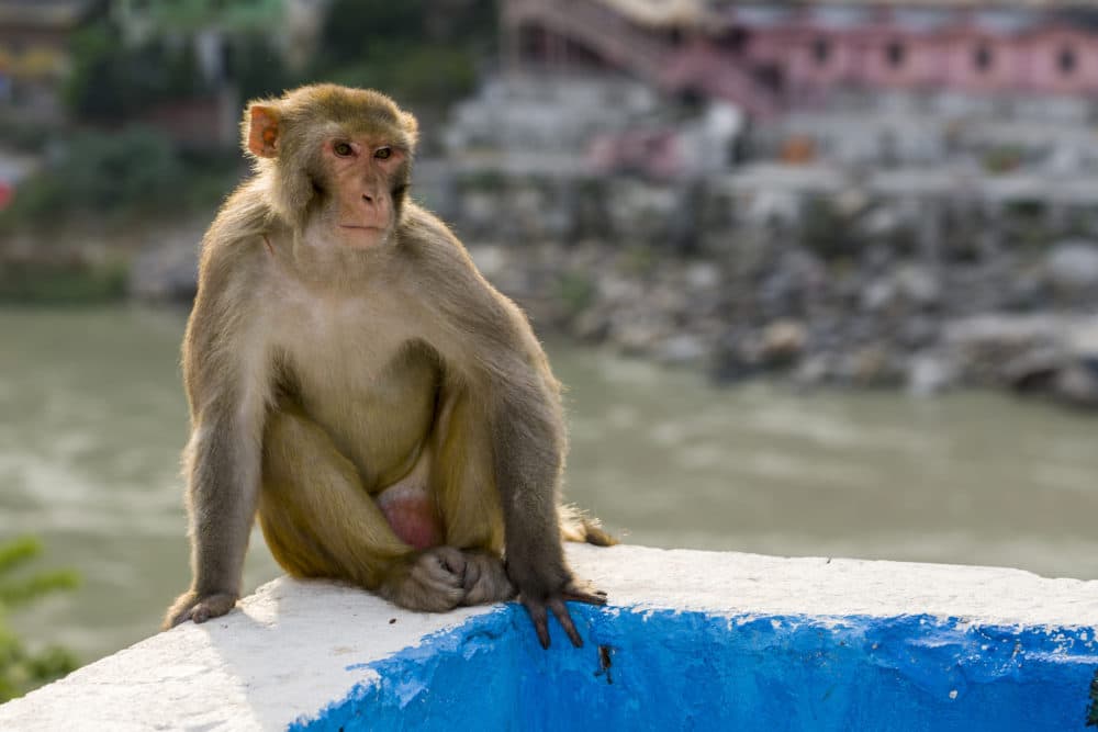 A rhesus monkey sitting on a wall high above the Ganges River in India. (Frank Bienewald/LightRocket via Getty Images)