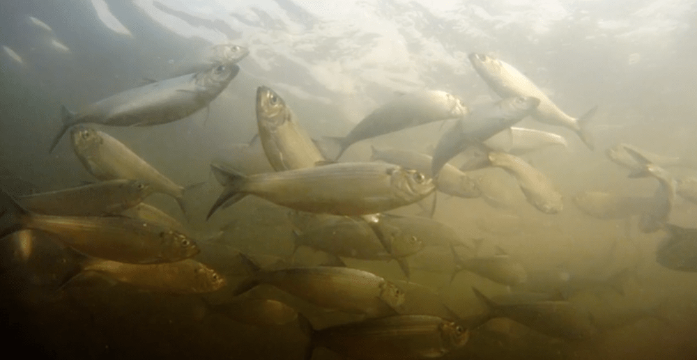 Herring migrate up the Mystic River to spawn. This year, the Mystic River Watershed Association is using an underwater camera to count the fish, instead of people on site. (Mystic River Watershed Association) 