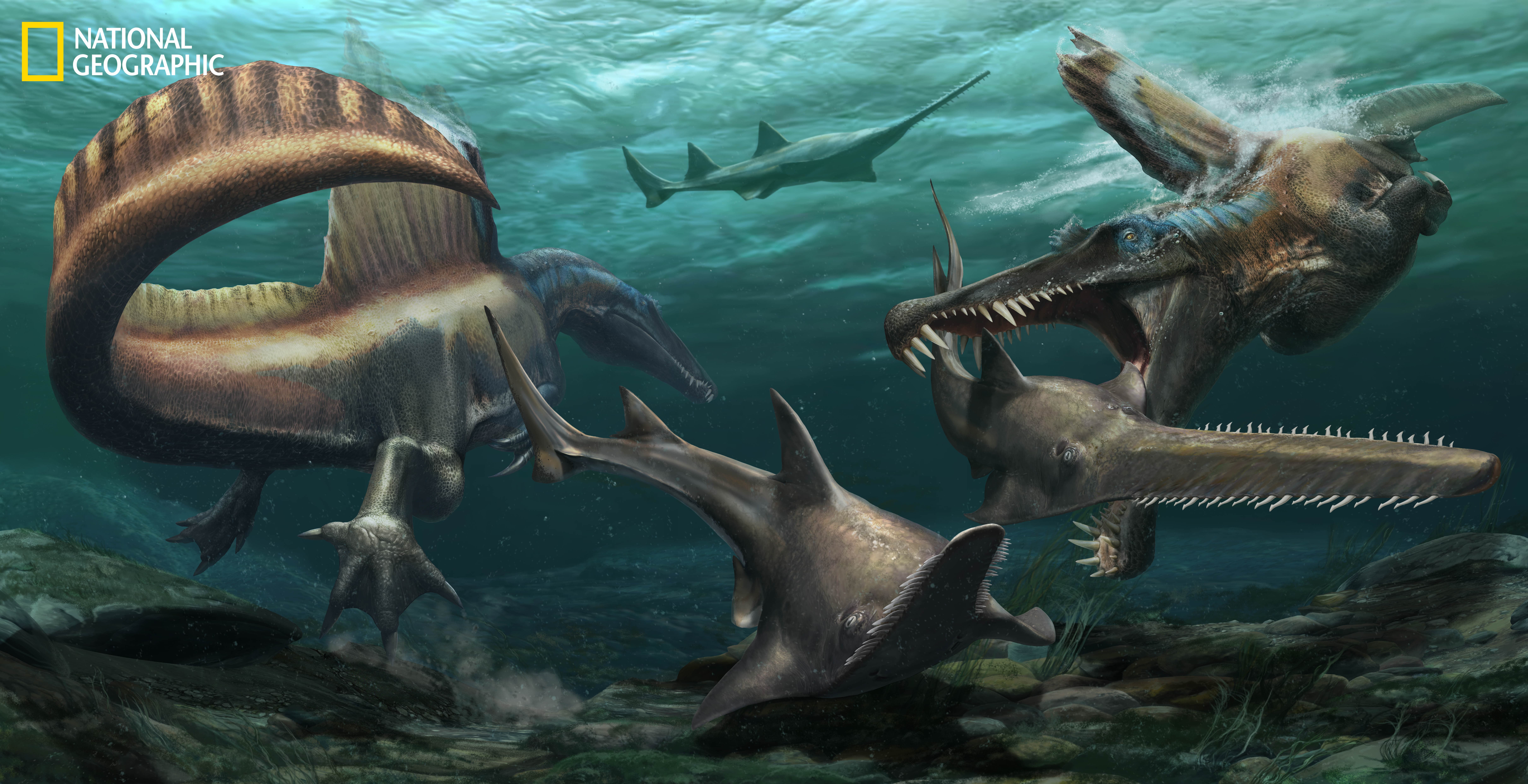 Two Spinosaurus hunt Onchopristis, a prehistoric sawfish, in the waters of the Kem Kem river system in what is now Morocco. (Credit: Jason Treat, NG Staff, and Mesa Schumacher. Art: Davide Bonadonna. Source: Nizar Ibrahim, University of Detroit Mercy)