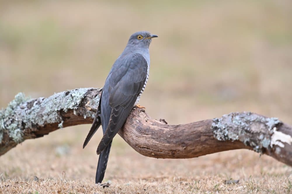 A cuckoo sits on a log near Horsham in southern England on June 5, 2020. (Glyn Kirk/AFP via Getty Images)