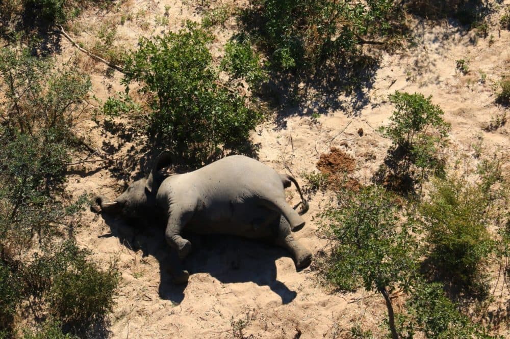 More than 350 elephants have mysteriously died in Botswana over the past few months. (National Park Rescue)