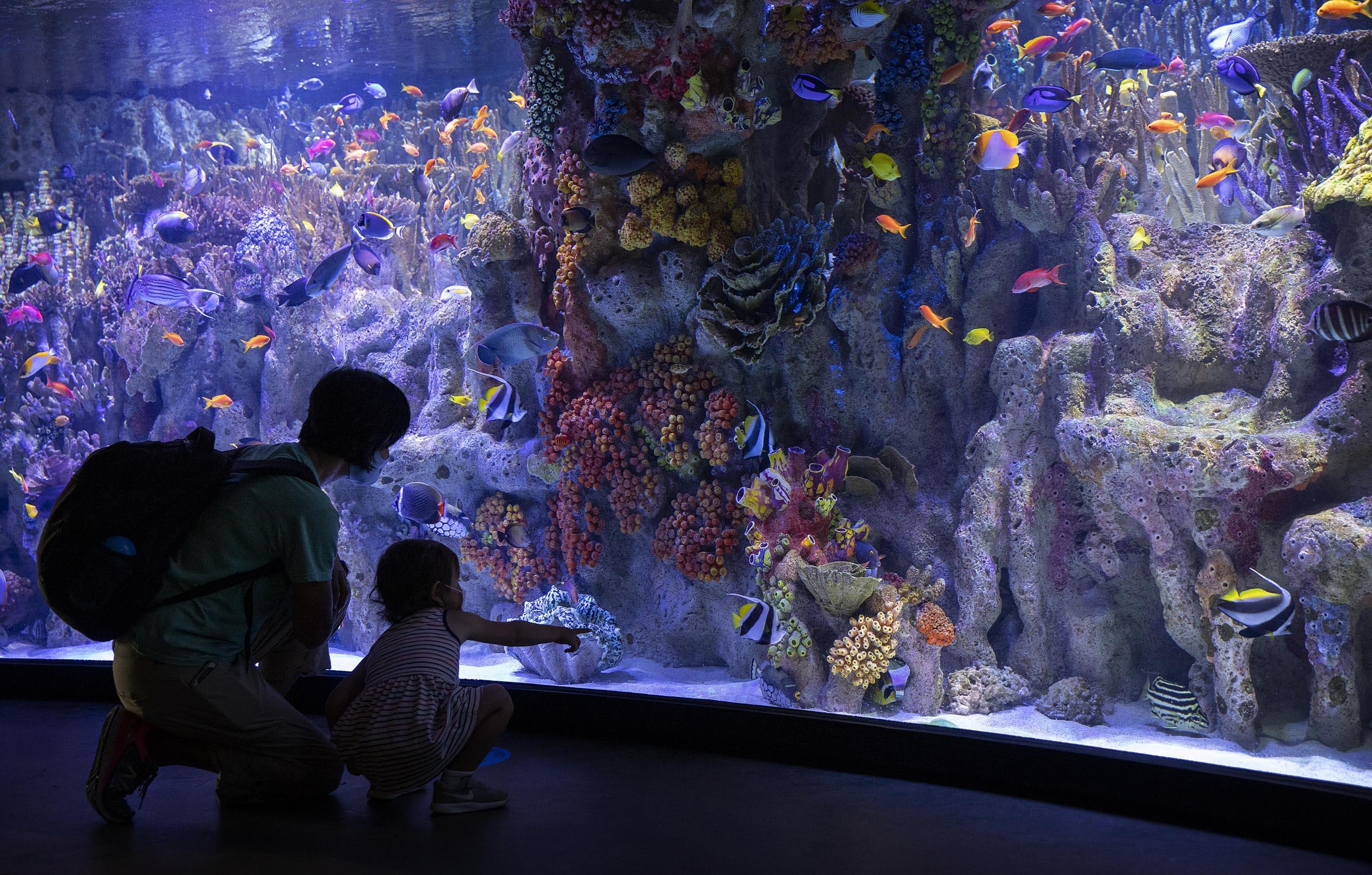 Visitors to the New England Aquarium look at a tropical fish tank in 2020. (Robin Lubbock/WBUR)