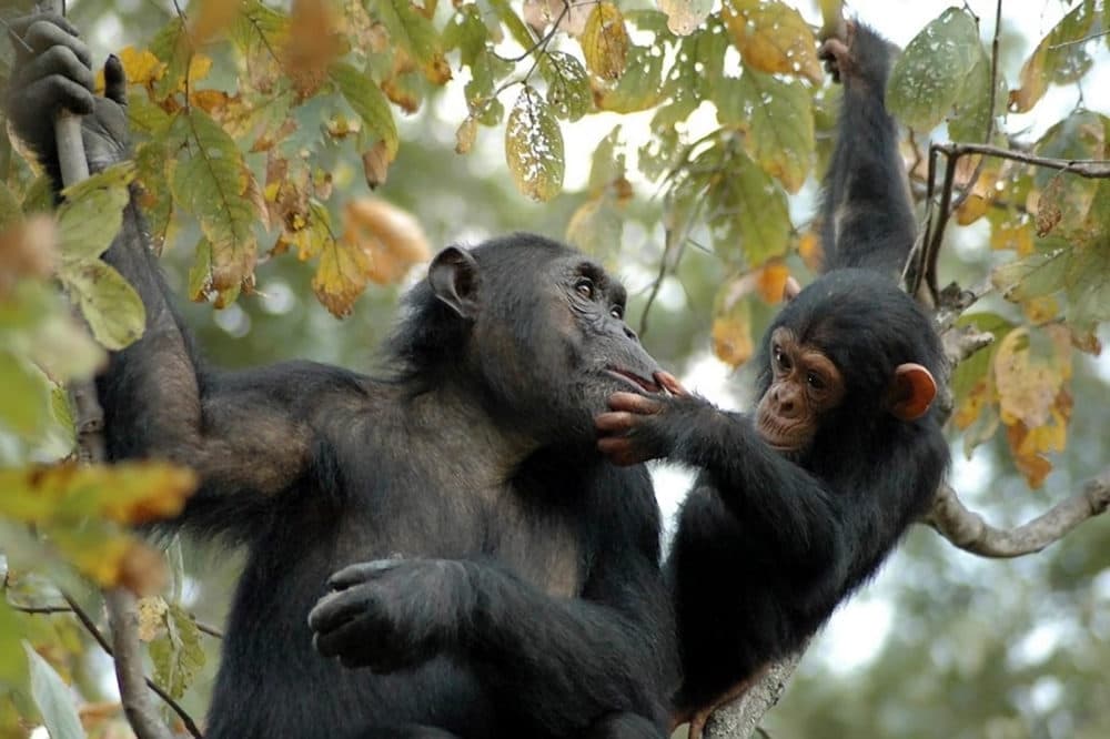 Chimpanzees Bahati and her baby Baroza at Gombe National Park, Tanzania. (© The Jane Goodall Institute/Anna Mosser)