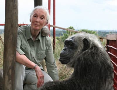 Jane Goodall with LaVielle at the Tchimpounga Chimpanzee Rehabilitation Center in the Republic of the Congo. (© Jane Goodall Institute/Fernando Turmo)