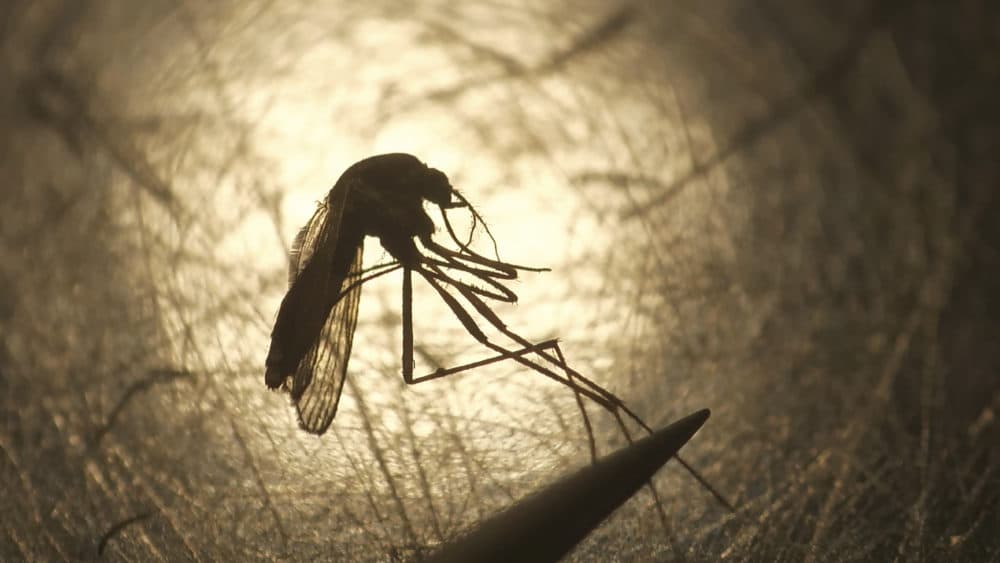 Salt Lake City Mosquito Abatement District biologist Nadja Reissen examines a mosquito in Salt Lake City on Aug. 26, 2019. (Rick Bowmer/AP)