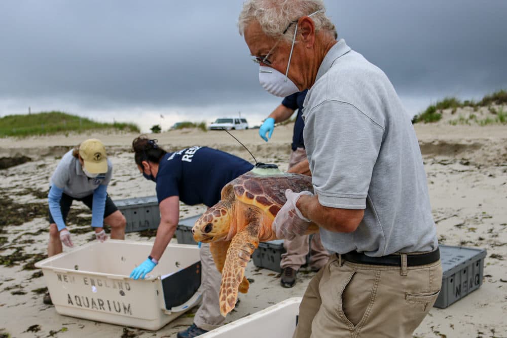 Loggerhead sea turtle being released into ocean off Cape Cod. (Vanessa Kahn/New England Aquarium)