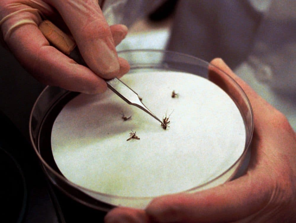 FILE--A technician at the State Laboratory Institute in Boston displays mosquitoes Monday, July 31, 2000, trapped locally for testing as possible carriers of the West Nile virus and eastern equine encephalitis. During Rhode Island's late spring, as they did last year, public works departments in every city and town will treat catch basins and storm drains, ideal breeding habitats, with floating pellets of larvicide that kill mosquitoes before they fly.  (AP Photo/Patricia McDonnell)
