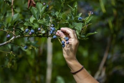 Tricia Procaccianti of Northboro picks a blueberry from a bush at Honey Pot Hill Orchard in Stow. (Jesse Costa/WBUR)
