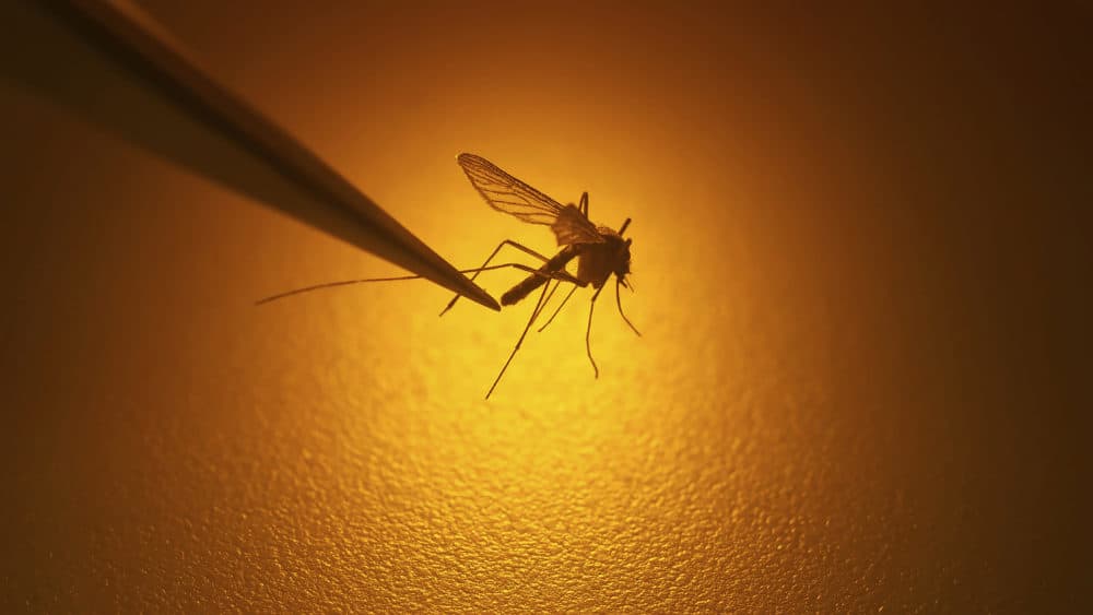 A biologist examines a mosquito. (Rick Bowmer/AP)
