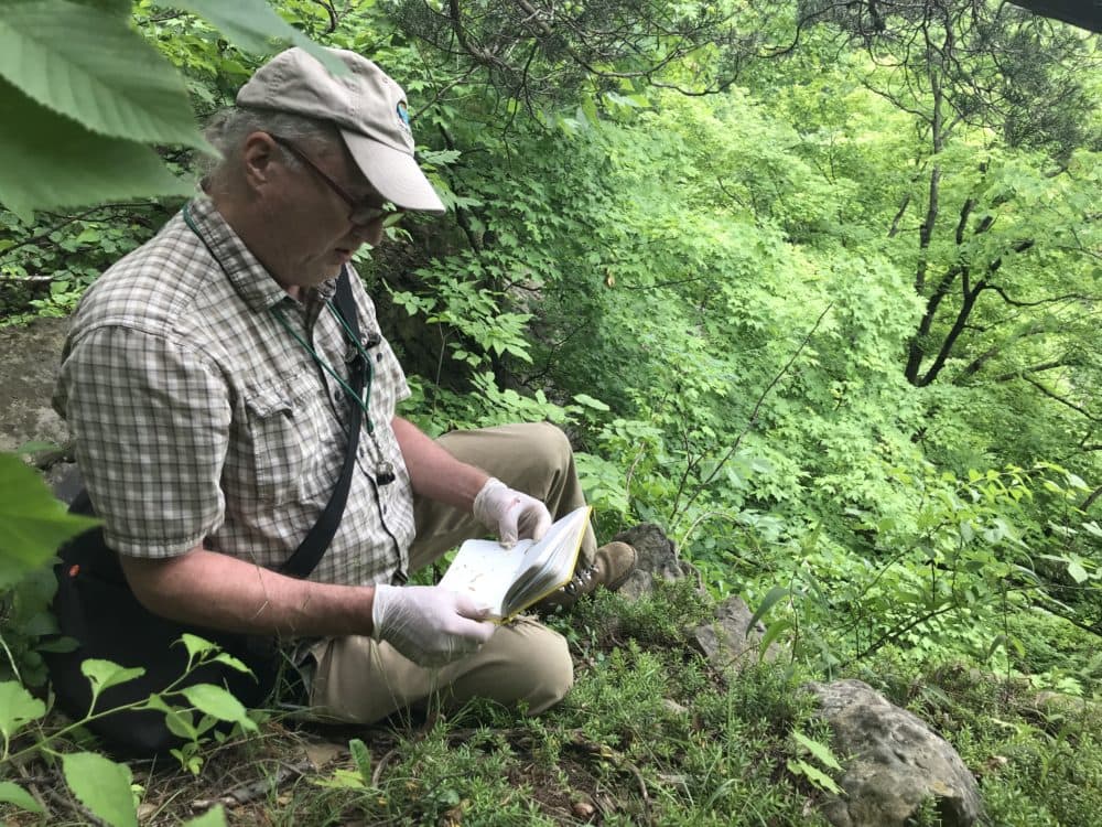 Botanist Steve Grund is trying to save the Canby’s Mountain Lover, one of the rarest plants in Pennsylvania. (Andy Kubis)