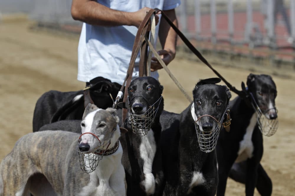 A dog handler escorts greyhounds walking at a track in Macau. Macau authorities took in more than 500 greyhounds abandoned following the closure of Asia's only legal dog-racing track in 2018. (Kin Cheung/AP)