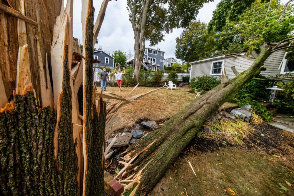High winds caused a big tree to snap on Seal Rock Lane in Quincy on Sept. 30, 2020. The homeowner surveys the damage. (Stan Grossfeld/The Boston Globe via Getty Images)