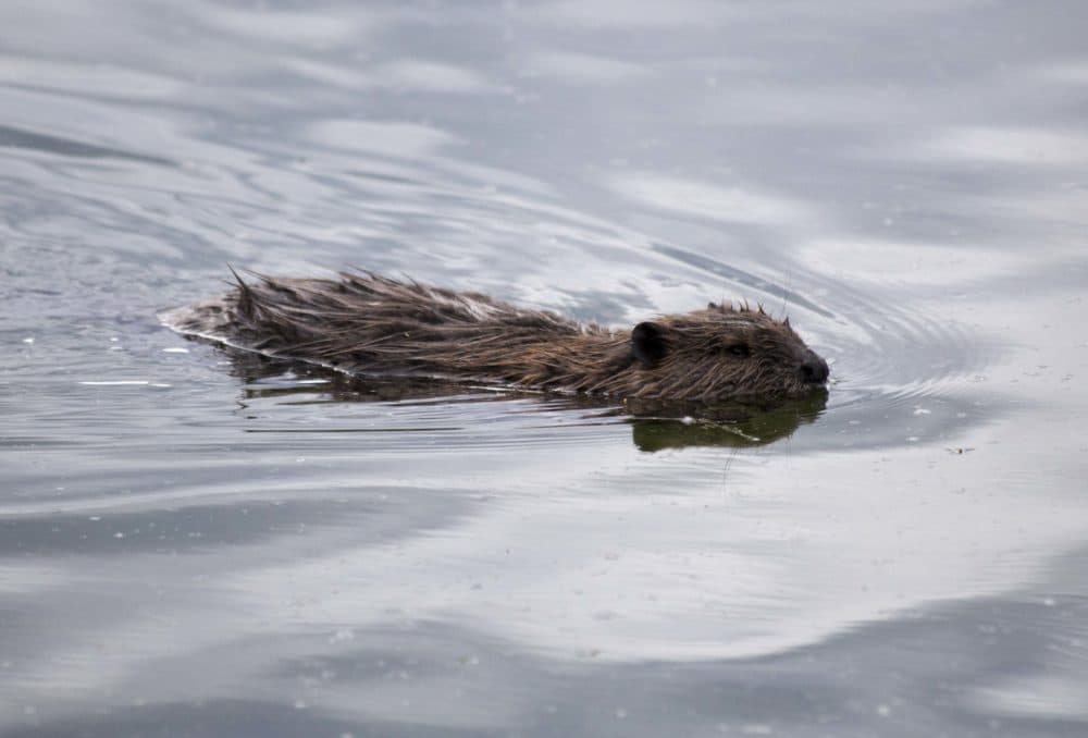 Once nearly extinct, beavers are now inadvertently contributing to climate change. (Ken Tape)