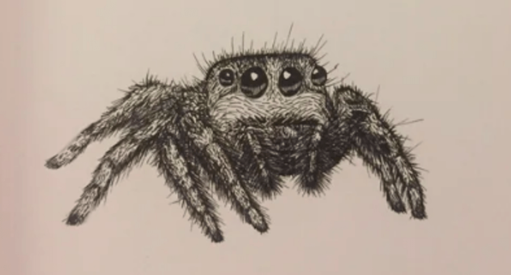 &quot;Spider, pen on paper&quot; by Reddit user u/duke413 (Courtesy u/duke413).
