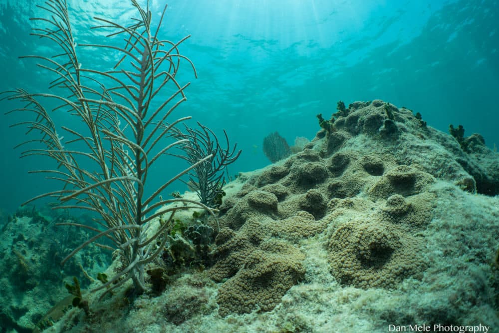 Boulder coral grows. (Dan Mele)