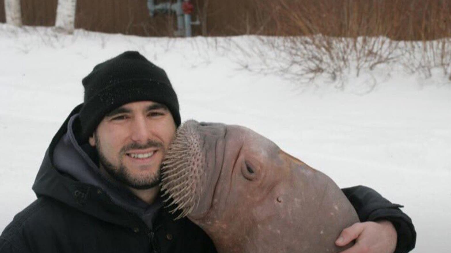Phil Demers is the subject of the documentary &quot;Walrus Whisperer.&quot; (Courtesy Newburyport Documentary Film Festival)