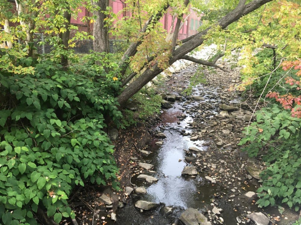The West Branch of the Housatonic River on Mill Street in Pittsfield, Massachusetts, after an old dam was removed in the spring of 2020. (Nancy Eve Cohen/NEPM)
