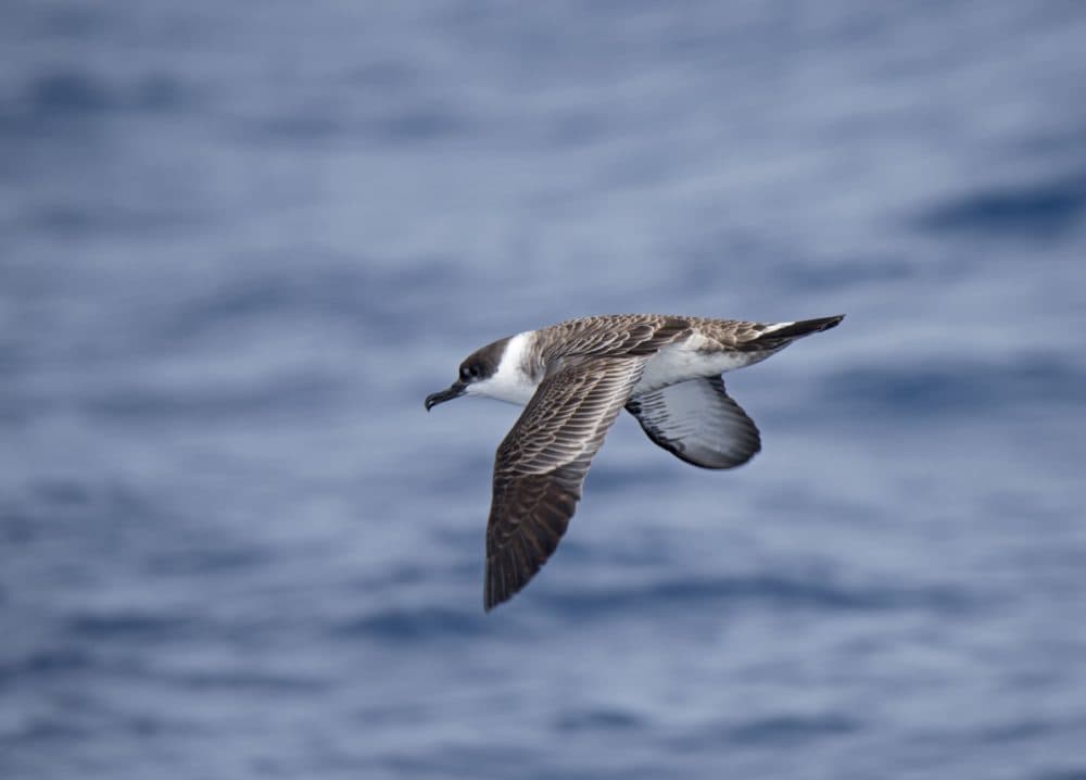 A great shearwater flying over the Southern Ocean off Falklands. (Education Images/Universal Images Group via Getty Images)