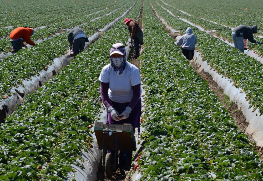 Migrant workers harvest strawberries at a farm near Oxnard, California. (Joe Klamar/AFP via Getty Images)