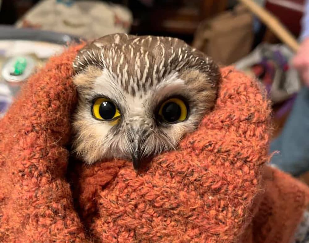 A tiny owl in New York is now somewhat of a celebrity. (Ravensbeard Wildlife Center)