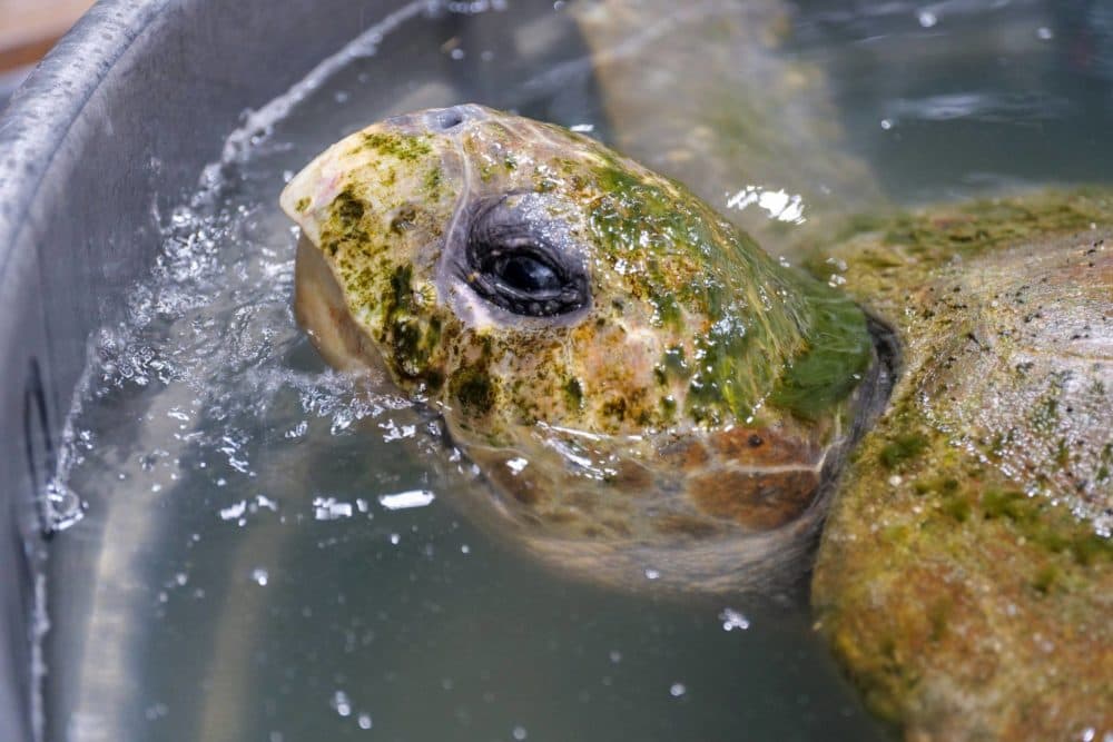 A rare, 350-pound loggerhead turtle rescued off the coast of Truro last week died Tuesday. (Courtesy New England Aquarium via Facebook)