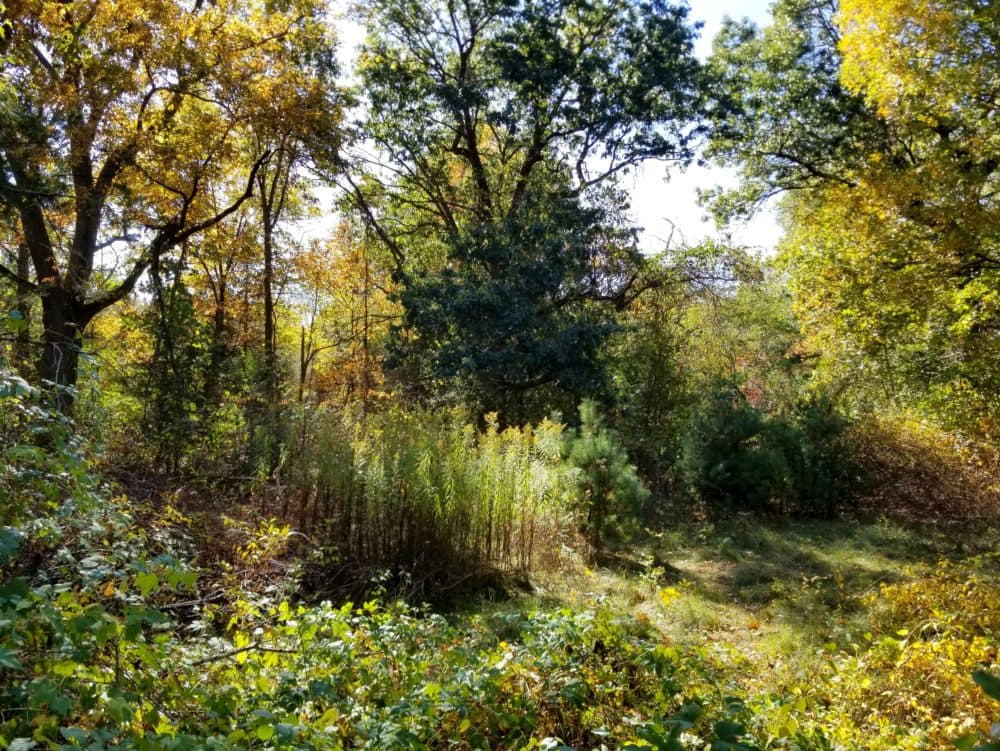 The fall landscape at Mass Audubon's Habitat Education Center and Wildlife Sanctuary, pictured in October 2020. (Leslee_atFlickr/flickr)
