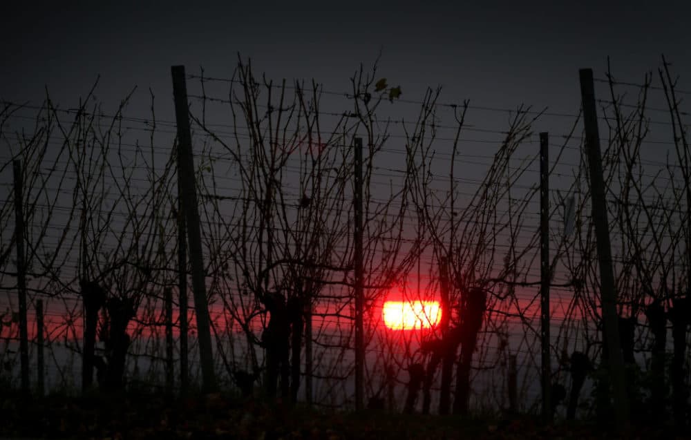The sun sets behind the late autumn vineyards in Bavaria, Rödelsee. (Karl-Josef Hildenbrand/picture alliance via Getty Images)