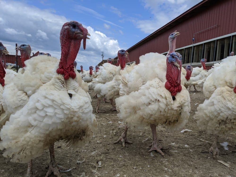 Turkeys at P&J Products in Northfield, Minnesota. (John Zimmerman)