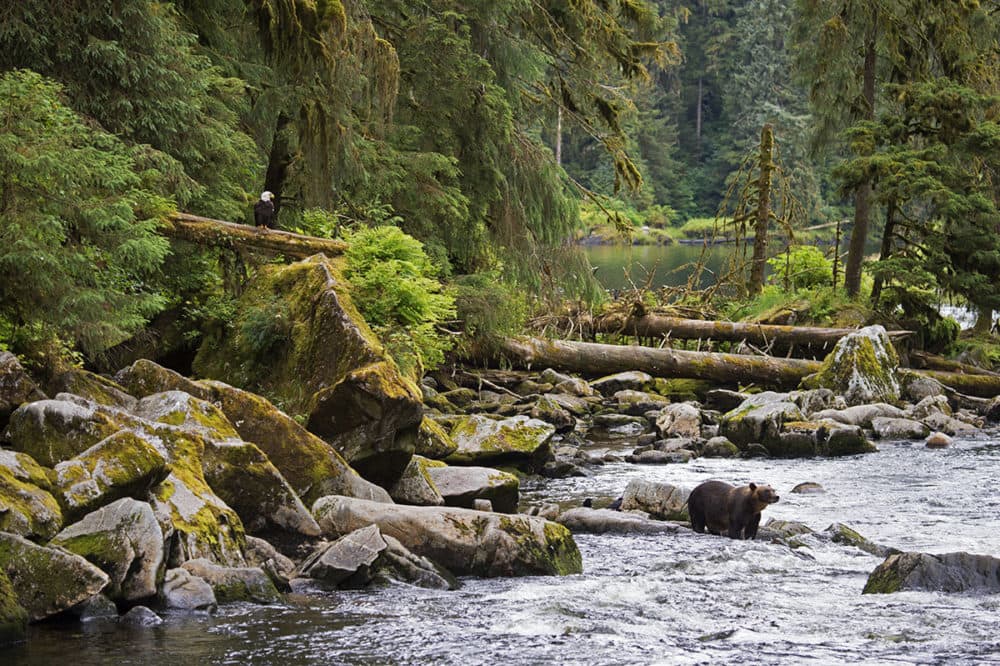 Nearly 5,000 salmon spawning streams throughout the Tongass National Forest provide an abundance of food for a variety of species including bears, eagles, ravens, and people. (©Amy Gulick/amygulick.com)