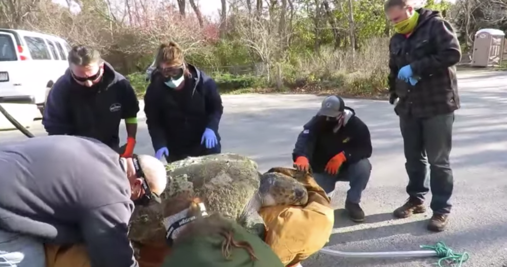 A screenshot from a video taken by the Mass Audubon Wellfleet Bay Wildlife Sanctuary of people who helped load a large adult male loggerhead turtle in Truro for transport to the New England Aquarium.