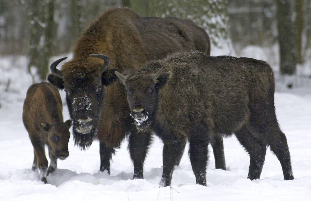 Bison, Europe's largest land mammal, forage in the recently fallen snow in the Bialowieza Forest in Poland. (Michal Kosc/AP)