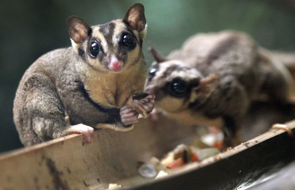 A Sugar Glider looks up while another steals its food at the Night Safari at the Singapore Zoo on Friday, Aug. 17, 2012 in Singapore.