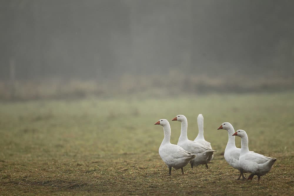 Geese walk across an open field at the Oekohof Kuhhorst organic farm near Berlin on November 24, 2011 in Kuhhorst, Germany. Goose is the traditional Christmas Eve dinner in Germany. (Sean Gallup/Getty Images)