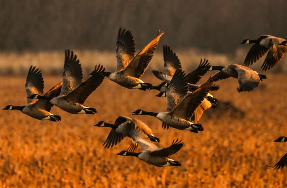 Canada Geese take flight at the Great Meadows National Wildlife Refuge in Concord, Mass. (Glenn Rifkin)