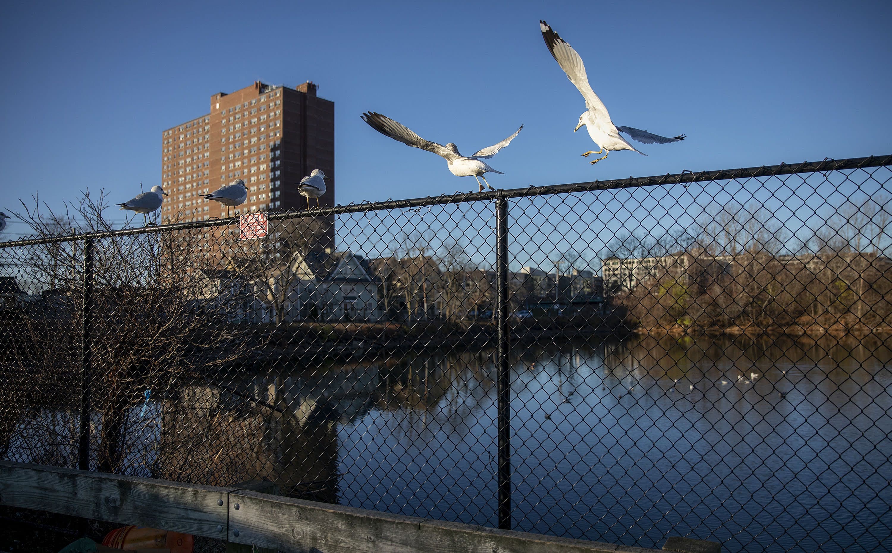 Seagulls on the fence surrounding Jerry's Pond. (Robin Lubbock/WBUR)