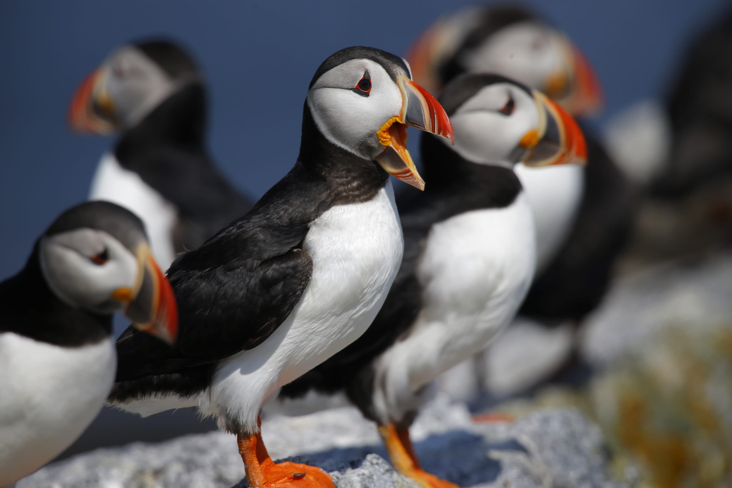 Atlantic puffins congregate on Eastern Egg Rock, a small island off the coast of Maine. Decades of conservation work have brought the state's population of the birds to about 1,300 pairs that nest on Maine islands. (Robert F. Bukaty/AP)