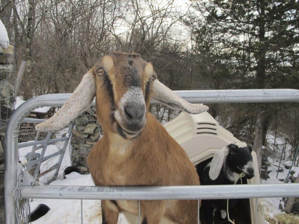 Lincoln, a Nubian goat, stands in her pen in Fair Haven, Vermont. (Lisa Rathke/AP)
