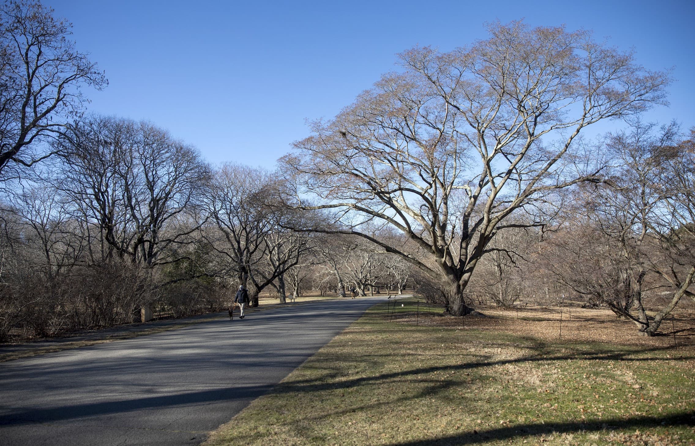 A painted maple at the Arnold Arboretum. Staff check the tree for Asian longhorn beetle each year. (Robin Lubbock/WBUR)