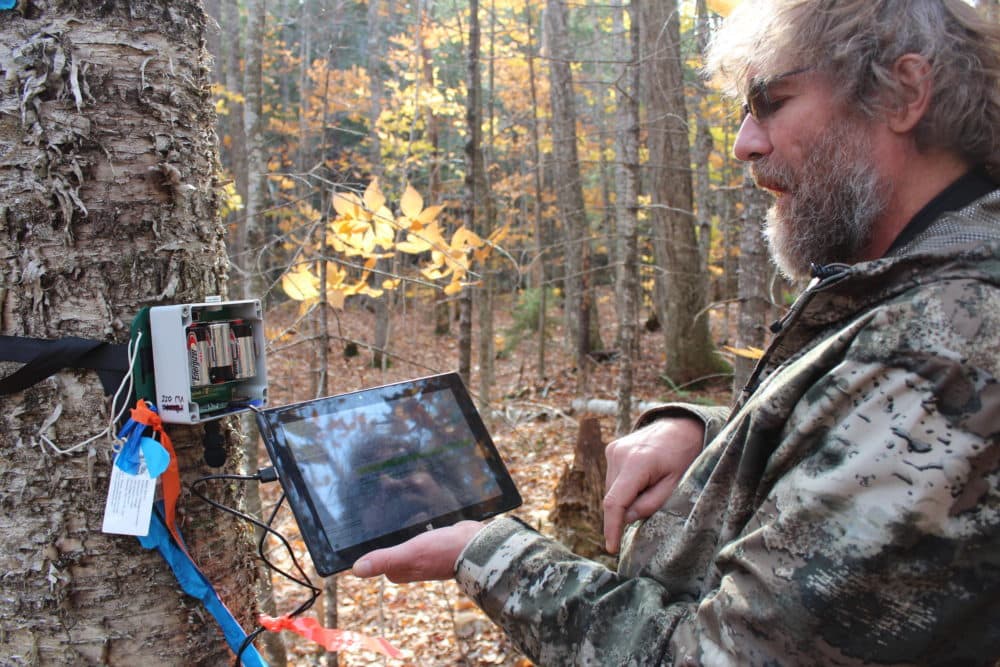 Matt Ayres programs a sound recorder that will remotely record migratory songbirds during mud season this spring. (Annie Ropeik/NHPR)