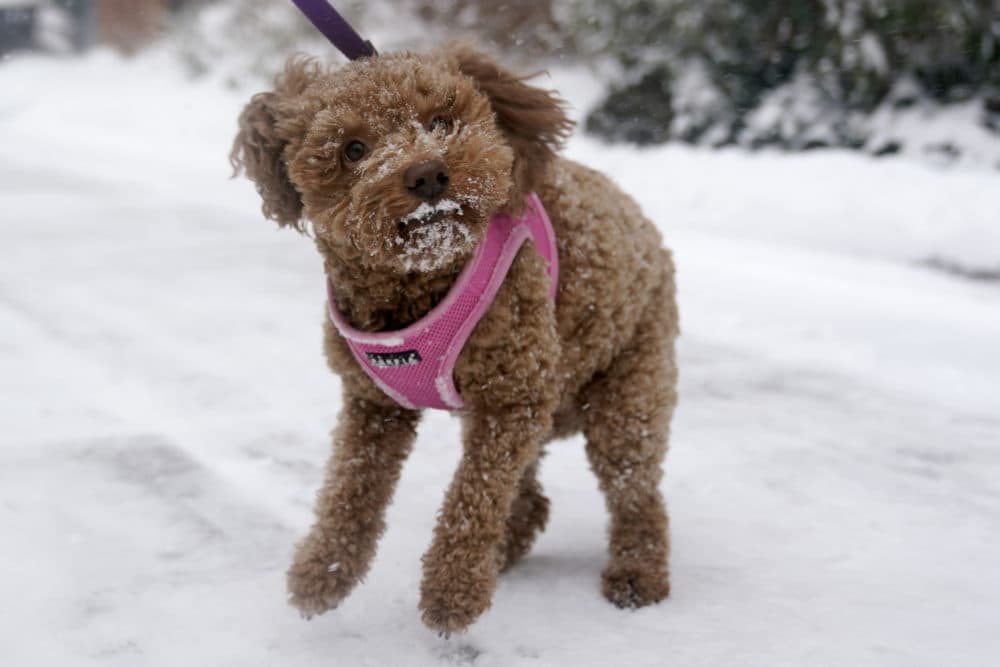A cockapoo named Maddie tries to shake some snow off her fur in Hoboken, N.J., Monday, Feb. 1, 2021. Snowfall is picking up in the Northeast as the region braced for a whopper of a storm that could dump well over a foot of snow in many areas, create blizzard-like conditions and cause travel problems for the next few days. (Seth Wenig/AP)