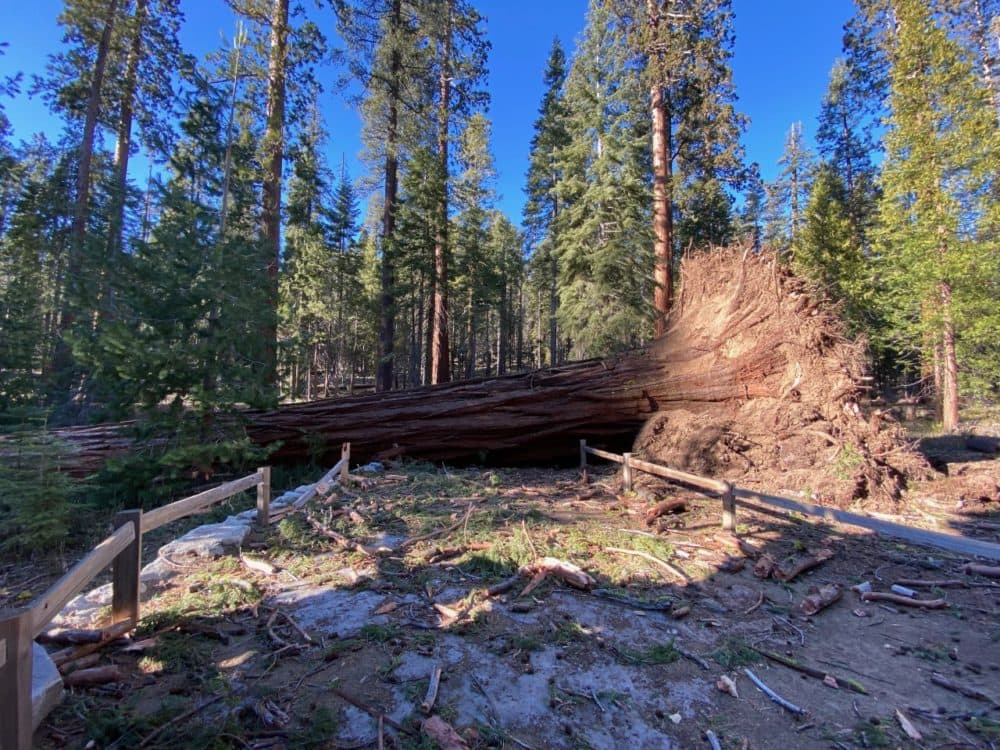 Fallen giant sequoia over a trail. (Jamie Richards/NPS Photos)
