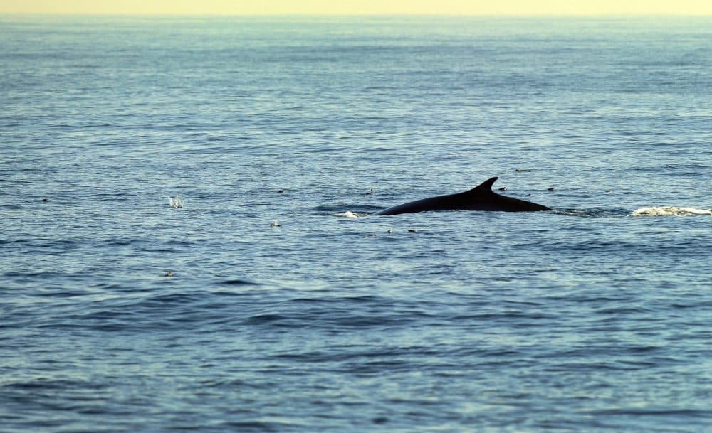 A fin whale is seen in the Pacific Ocean. (Frederic J. Brown/AFP via Getty Images)