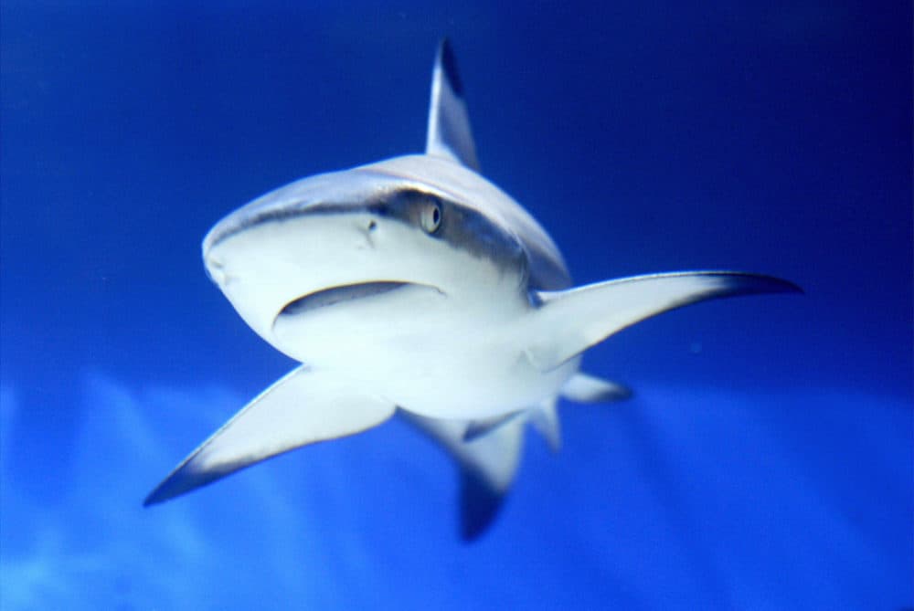 A shark is seen in an aquarium. (Mustafa Ozer/AFP via Getty Images)