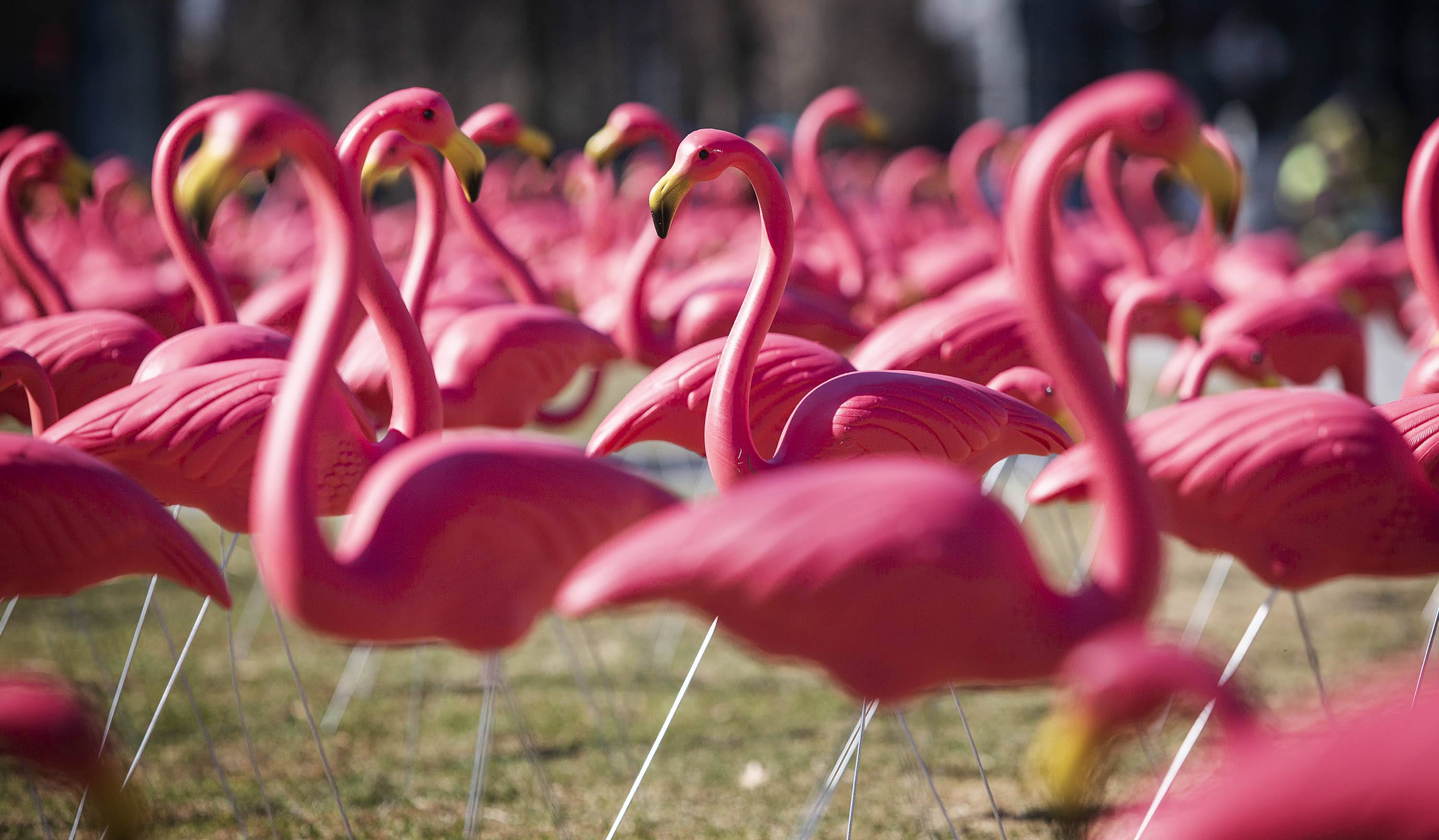 The colony of flamingos enjoys some spring sunshine on its first morning on the Seaport Common. (Robin Lubbock/WBUR)